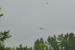 Ardea herodias