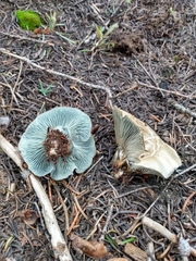 Hygrophorus caeruleus