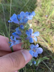 Penstemon nitidus