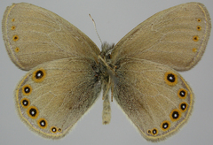 Coenonympha haydenii