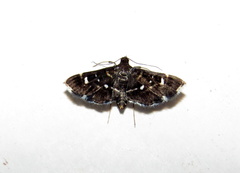 Diathrausta