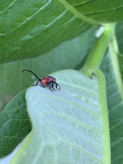 Tetraopes tetrophthalmus