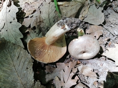Lactarius circellatus