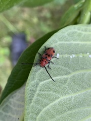 Tetraopes tetrophthalmus