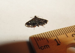 Diathrausta