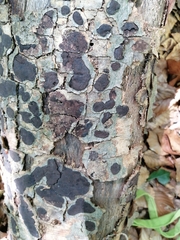 Biscogniauxia nummularia