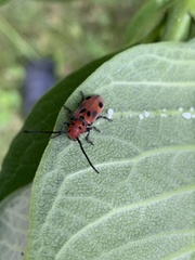 Tetraopes tetrophthalmus
