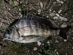 Acanthopagrus schlegelii