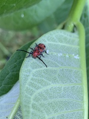 Tetraopes tetrophthalmus