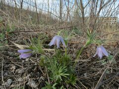 Pulsatilla dahurica