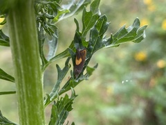 Dichrorampha alpinana