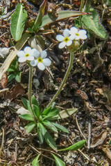 Androsace obtusifolia