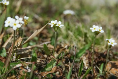 Androsace obtusifolia