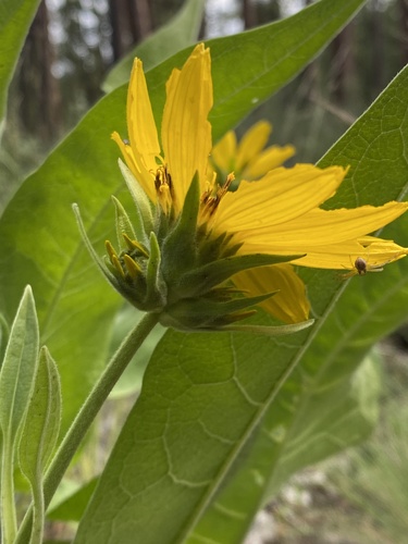 Balsamorhiza careyana