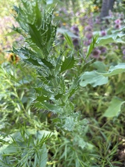 Eryngium leavenworthii