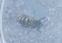 Microbembex monodonta