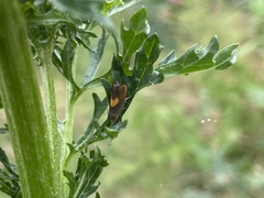 Dichrorampha alpinana