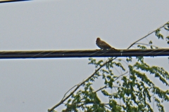 Colaptes auratus