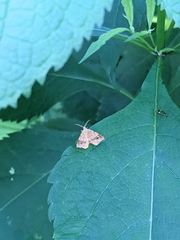 Mellilla xanthometata