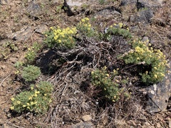 Eriogonum thymoides