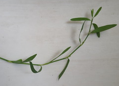 Polygonum