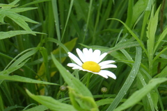Leucanthemum vulgare