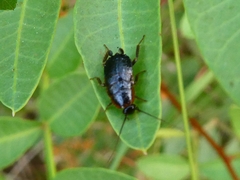 Loboptera canariensis