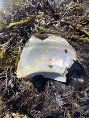 Haliotis cracherodii