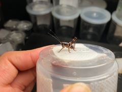 Lipotactes maculatus