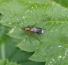 Poecilobothrus nobilitatus