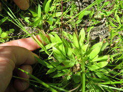 Dichanthelium strigosum