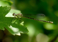Erythromma viridulum