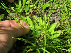 Dichanthelium strigosum