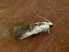 Acrobasis tumidulella