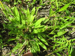 Dichanthelium strigosum