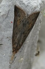 Schoenobius gigantella