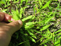Dichanthelium strigosum