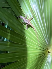Anolis sagrei