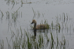 Branta canadensis