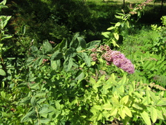 Spiraea × billardii