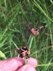 Microbotryum tragopogonis-pratensis