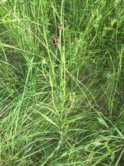 Microbotryum tragopogonis-pratensis