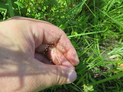 Dichanthelium strigosum