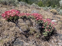 Eriogonum thymoides