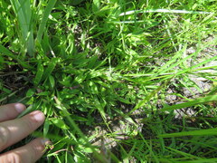 Dichanthelium strigosum