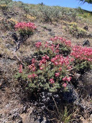 Eriogonum thymoides
