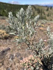 Artemisia rigida