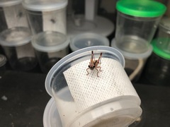 Lipotactes maculatus