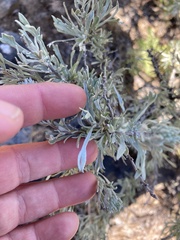 Artemisia rigida