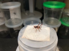 Lipotactes maculatus